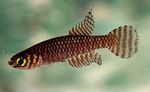 фотографија Акваријумске Рибице Нотхолебиас (Notholebias), браон