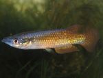 Photo Aquarium Fish Pachypanchax, Gold