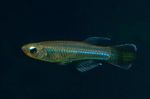 φωτογραφία τα ψάρια ενυδρείου Poropanchax, Γαλάζιο