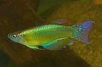 foto Aquariumvissen Blauw-Groene Procatopus, Groen