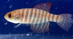 Photo Aquarium Fish Simpsonichthys, Striped