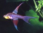 Терранатос слатководних риба  фотографија