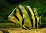 Foto Akvārija Zivis Tiger Asaris (Datnioides, Coius), svītrains