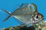 Humphead Glassfish foto en zorg