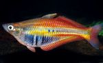 Chilatherina Flussfisch  Foto
