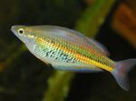 Foto Ramu Regenbogenfisch (Glossolepis ramuensis), Gold