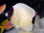 Photo Aquarium Fish Genicanthus, White