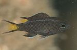 Photo Aquarium Fish Neopomacentrus, Black