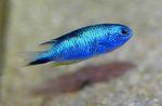 фотографија Акваријумске Рибице Помацентрус (Pomacentrus), светло плава