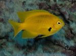 fotografie Akvarijné Ryby Pomacentrus, žltý