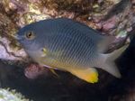 Nuotrauka Akvariumas Žuvys Stegastes, pilkas