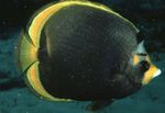 Tumma Butterflyfish
