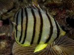 Eight banded butterfly fish Marine Fish (Sea Water)  Photo