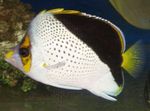 სურათი აკვარიუმის თევზი Tinkeri Butterflyfish (Chaetodon tinkeri), ჭრელი