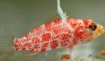 foto Aquariumvissen Highfin Perchlet (Plectranthias inermis), Gevlekt