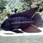 foto Peixes de Aquário Paraplesiops, Manchado
