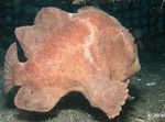 Commerson En Frogfish (Commersons Anglerfish)