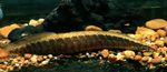 Mastacembelus Circumcinctus Flussfisch  Foto