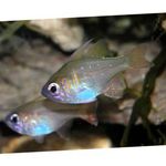 Longspine Cardinalfish  Photo and care