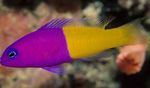 fotografie Akvarijní Ryby Bicolor Dottyback (Pictichromis paccagnellae), Strakatý