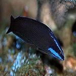 Foto Peces de Acuario Dottyback Springeri (Pseudochromis springerii), Negro