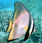 Foto Akvārija Zivis Pinnatus Batfish (Platax pinnatus), svītrains