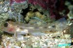 洞穴透明的虾虎鱼