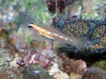 Goby Masked (Goby Gloine)