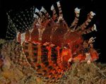 Fuzzy Dwarf Lionfish  Photo and care