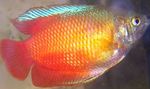 Photo Aquarium Fish Dwarf Gourami (Colisa lalia), Red