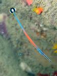 Janss Pipefish Zeevissen (Zeewater)  foto