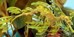 Frondoso Seadragon Foto y cuidado