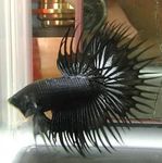 Siamese fighting fish Photo and care