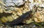Heteropneustes fossilis Freshwater Fish  Photo