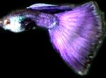 fotografija Akvarijske Ribice Guppy (Poecilia reticulata), vijolična