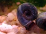 Photo Freshwater Clam Ramshorn Snail (Planorbis corneus), grey