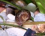 Photo Palourdes d'eau Douce Ramshorn Escargot (Planorbis corneus), marron