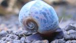 Photo Freshwater Clam Ramshorn Snail (Planorbis corneus), beige