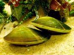 Фото Прісноводні Молюски Корбикул (Corbicula fluminea), зеленуватий