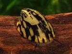 фотографија Слатководна Шкољка Abalone Snail (Septaria porcellana), црн