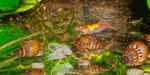 Фото Тұщы су былқылдақ денелілер Melania Granifera (Melanoides granifera), сорғылт қоңыр