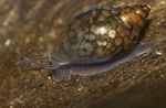 Slatkovodna školjka kuglasti spirala Physa  Foto