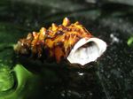 Sladkovodnih školjk podolgovata spirala Pachymelania Byronensis  fotografija