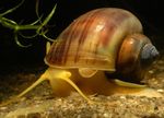 Photo Freshwater Clam Mystery Snail, Apple Snail (Pomacea bridgesii), brown