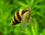 刺客蜗牛，蜗牛吃蜗牛