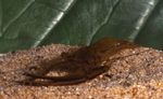 foto Aquarium Macrobrachium garnaal, bruin