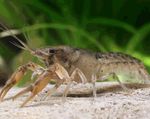 Cambarellus Montezumae rák (crayfish)  fénykép