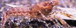 fénykép Akvárium Cambarellus Diminutus rák (crayfish), barna