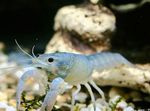 фотографија Акваријум Procambarus Cubensis рак, плава