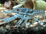 fénykép Akvárium Fekete Foltos Rákok (Procambarus enoplosternum), kék
